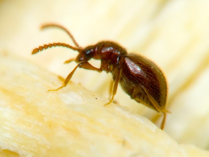 Stenichnus C.G. Thomson, 1859